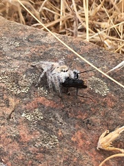 Phidippus octopunctatus