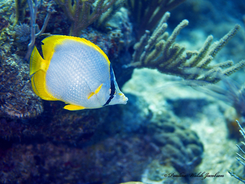 Spotfin Butterflyfish