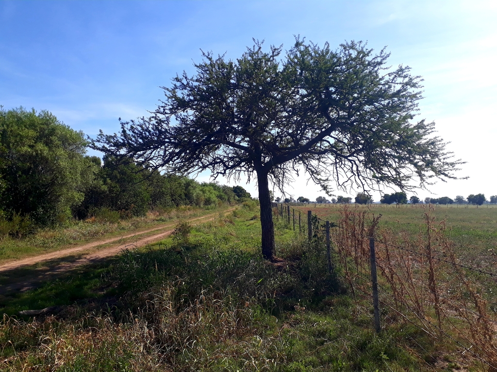 Prosopis affinis Spreng.