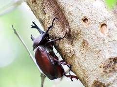 Trypoxylus dichotomus tsunobosonis