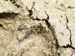 Trypoxylon formosicola