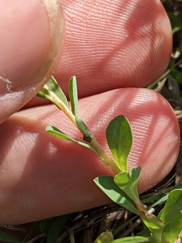 Image of Euphorbia texana by (c) Eric Knight, some rights reserved (CC BY)