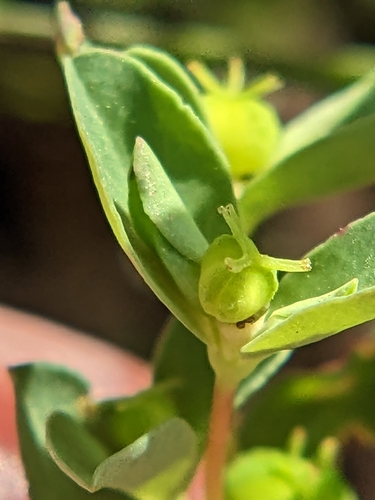 Image of Euphorbia texana by (c) Eric Knight, some rights reserved (CC BY)