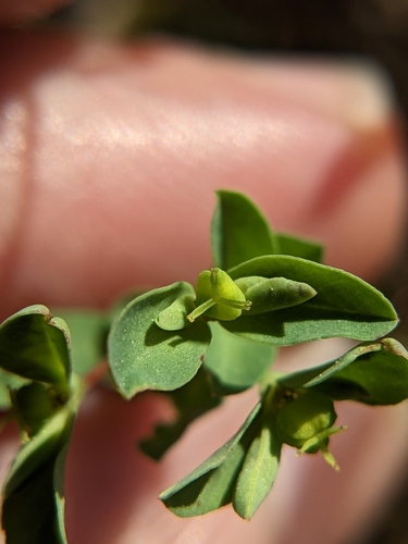 Image of Euphorbia texana by (c) Eric Knight, some rights reserved (CC BY)