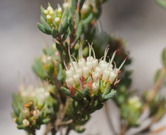 Darwinia leptantha