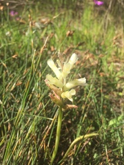 Lachenalia orchioides