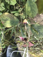 Achyranthes bidentata