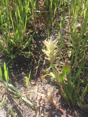 Lachenalia orchioides