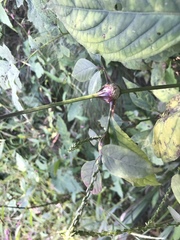 Achyranthes bidentata