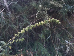 Agrimonia pilosa