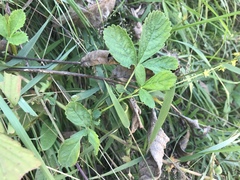 Agrimonia pilosa