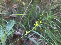 Agrimonia pilosa