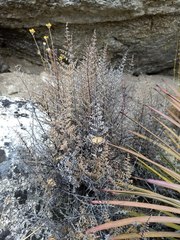 Pellaea mucronata mucronata