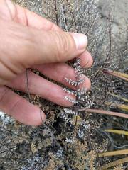 Pellaea mucronata mucronata