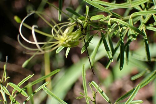 Image of Maerua rosmarinoides by no rights reserved