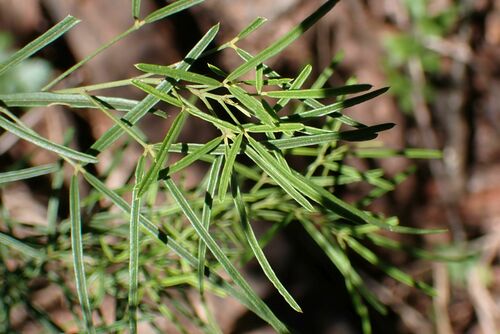 Image of Maerua rosmarinoides by no rights reserved