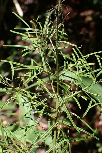 Image of Maerua rosmarinoides by no rights reserved
