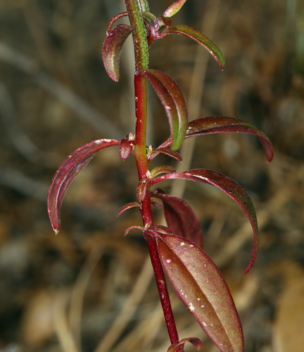 Red ribbons (Clarkia concinna)