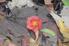 Hibiscus tiliaceus image