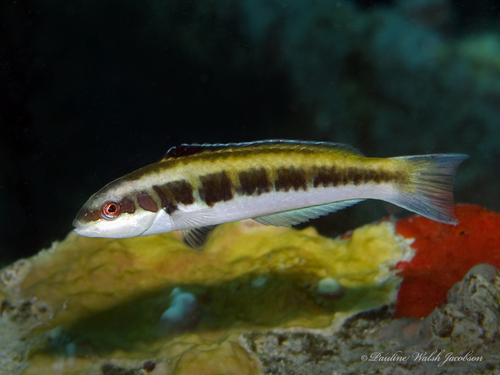 Caribbean Bluehead Wrasse