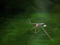 Aquarius elongatus