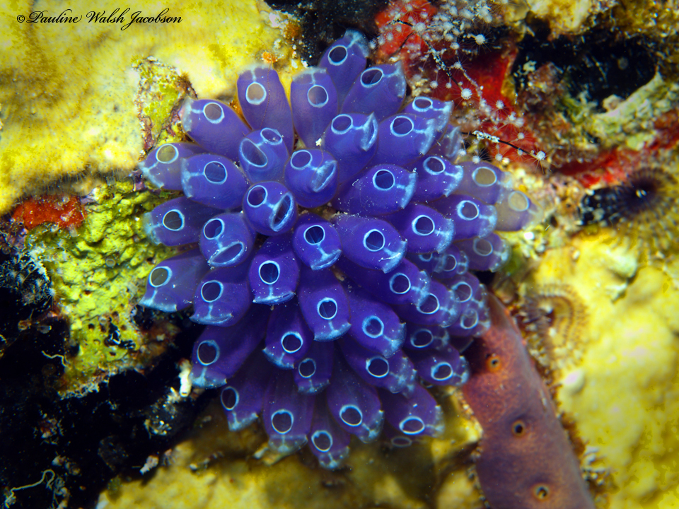 Blue Bell Tunicate