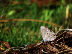 Luthrodes pandava peripatria