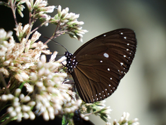 Euploea tulliolus koxinga