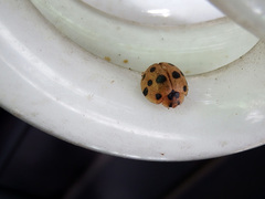 Harmonia dimidiata