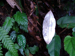 Cyclidia substigmaria