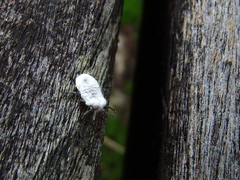 Drosicha corpulenta