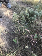 Lysimachia pentapetala