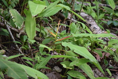 Heliconia latispatha image