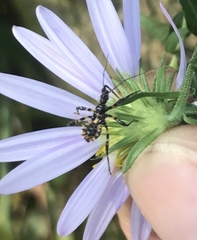 Sphedanolestes impressicollis