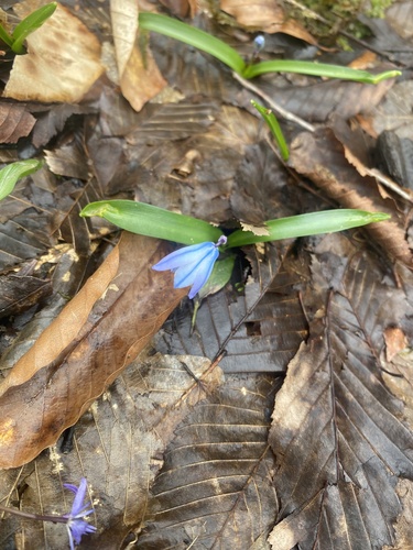 Scilla monanthos