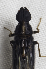 Atractocerus