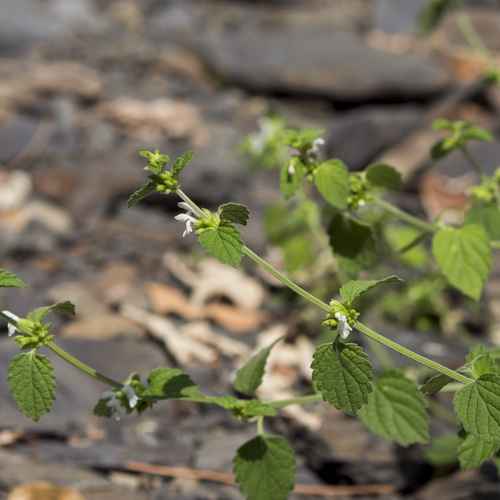 Leucas chinensis iNat (1)