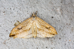 Evergestis forficalis