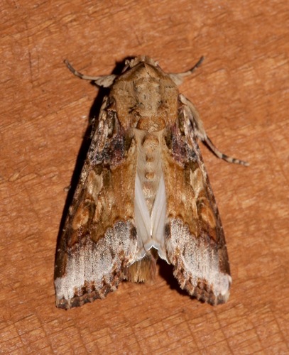Velvet Armyworm Moth photo 2