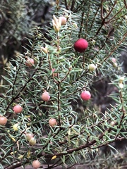 Leptecophylla