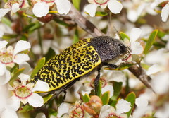Stigmodera macularia