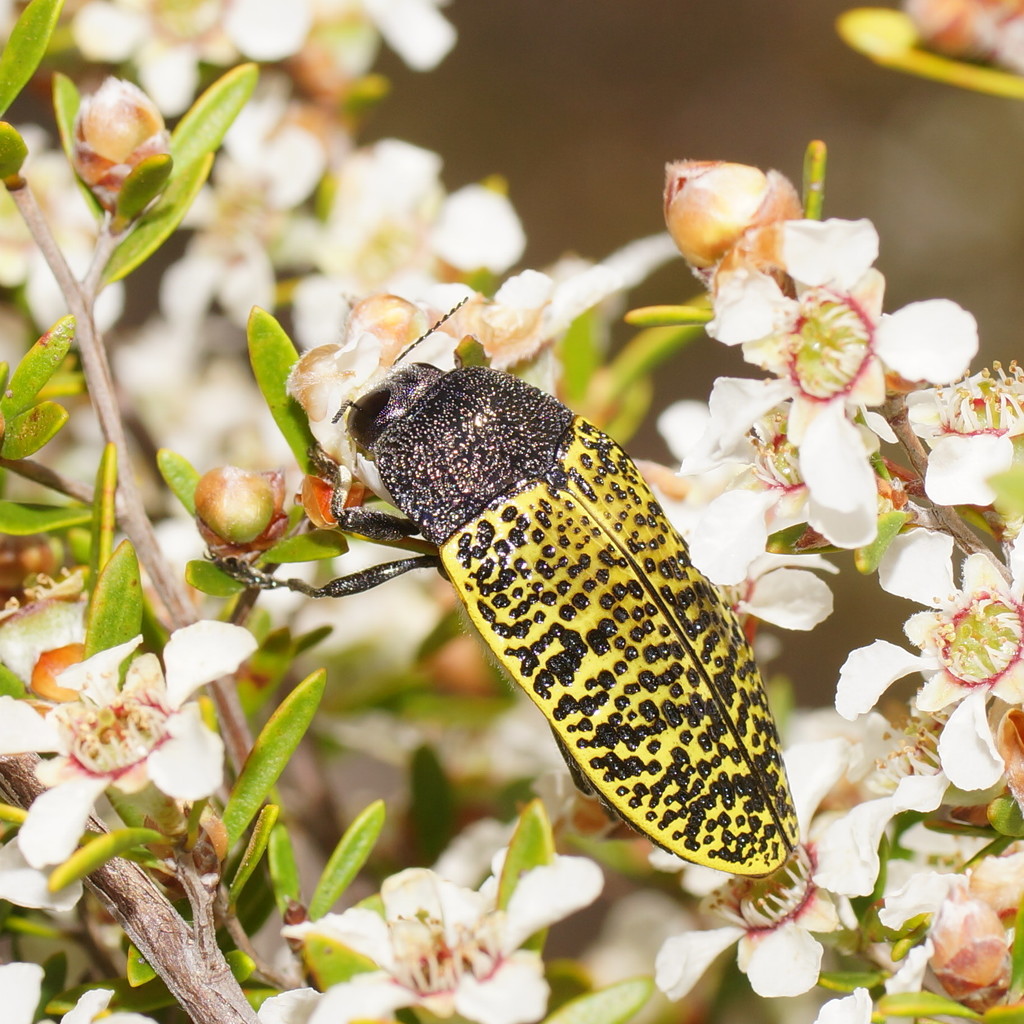 Stigmodera macularia