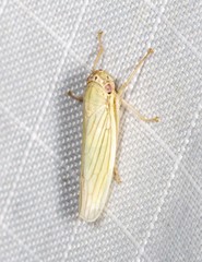 Cofana spectra