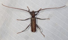 Xystrocera virescens