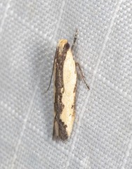 Ardozyga catarrhacta