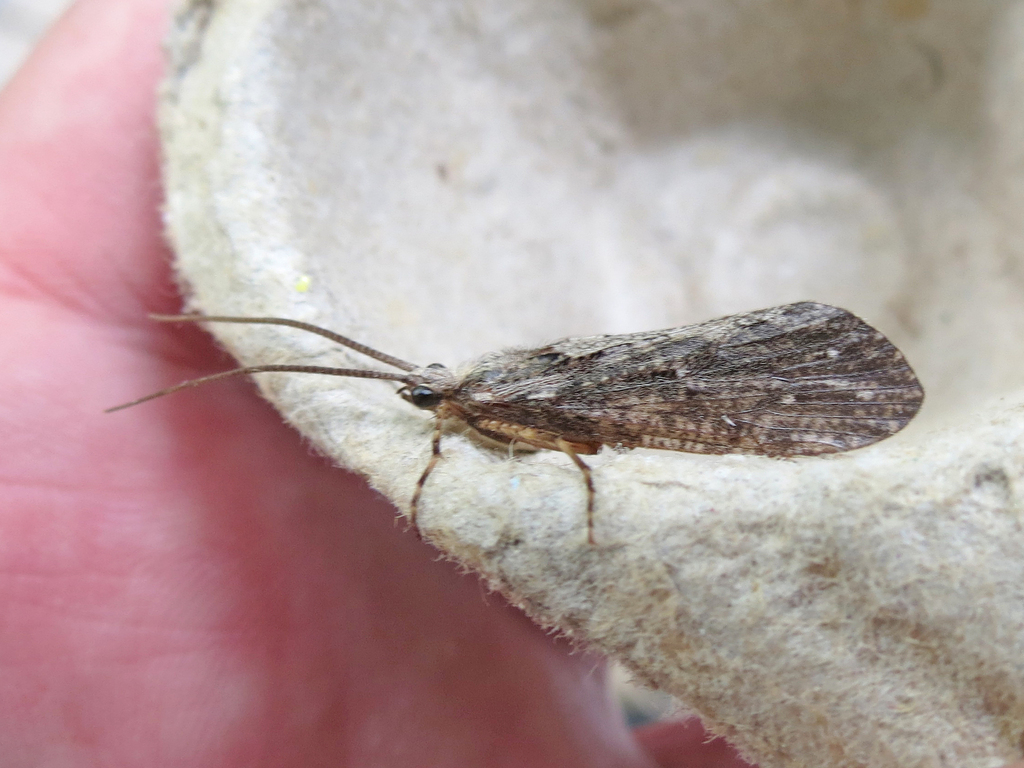 Giant Casemaker Caddisflies from 337 Button Bay Road Wolfe Island