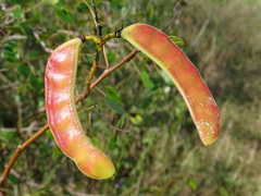Tara vesicaria, photograph Alexis López Hernández, CC BY, iNaturalist via GBIF
