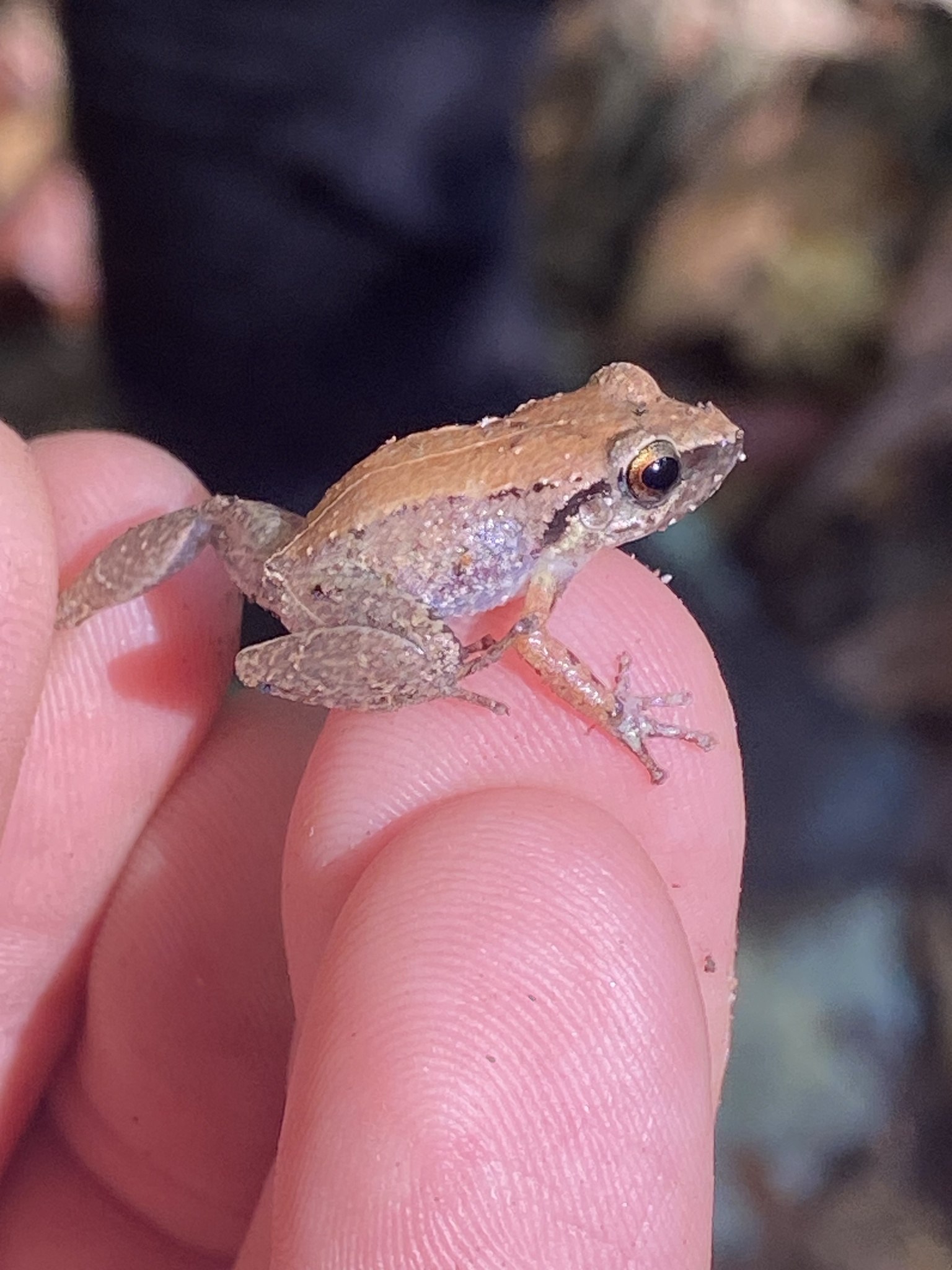 Eleutherodactylus abbotti Cochran, 1923