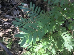 Pterocarya stenoptera