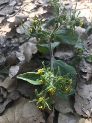 Sigesbeckia pubescens